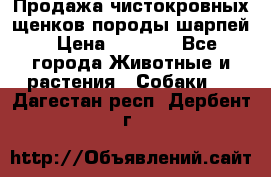 Продажа чистокровных щенков породы шарпей › Цена ­ 8 000 - Все города Животные и растения » Собаки   . Дагестан респ.,Дербент г.